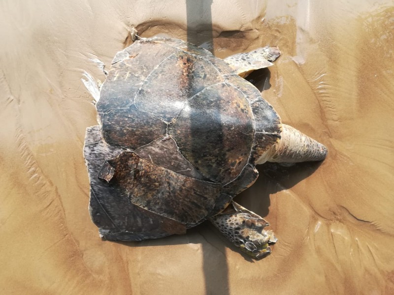 Hallan tortuga verde despedazada en playas de Tuxpan