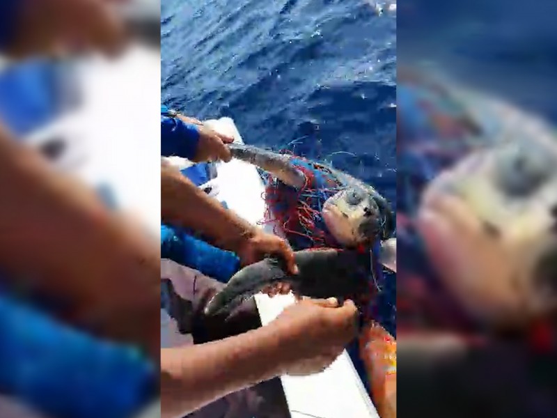 Hallan tortuga y peces vela atrapados en cimbra