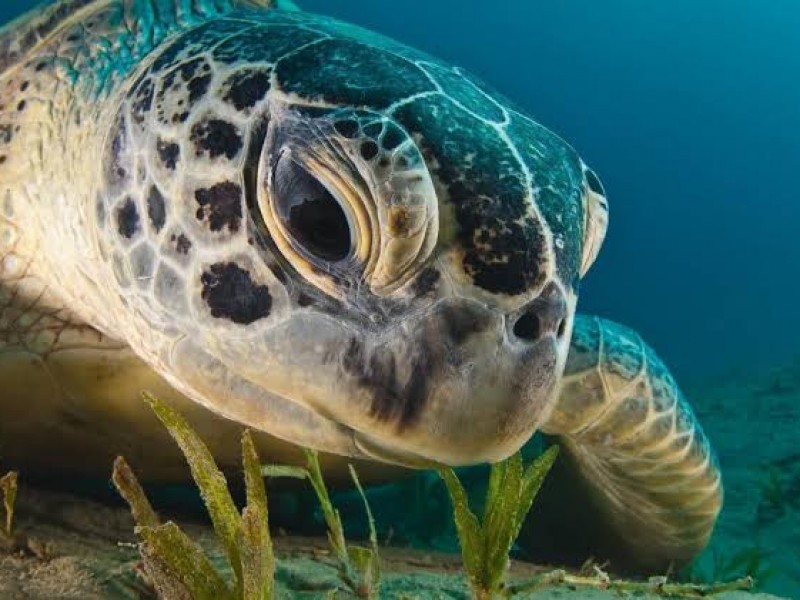 🐢🌊Hallan tumores en tortugas marinas