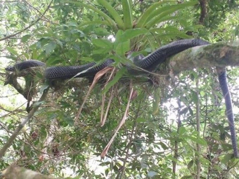 Hallan una gran serpiente en Zongolica