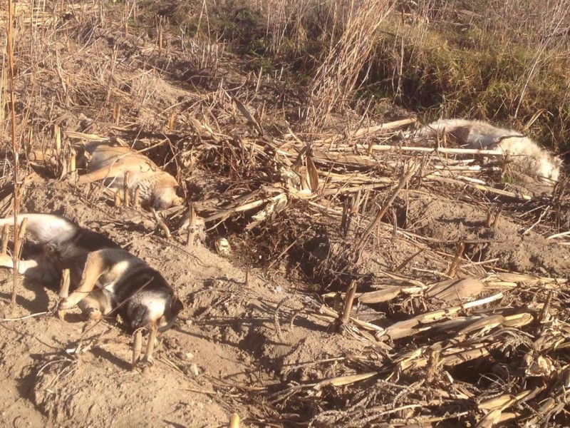 Hallan vecinos 50 perros envenenados en Canoa