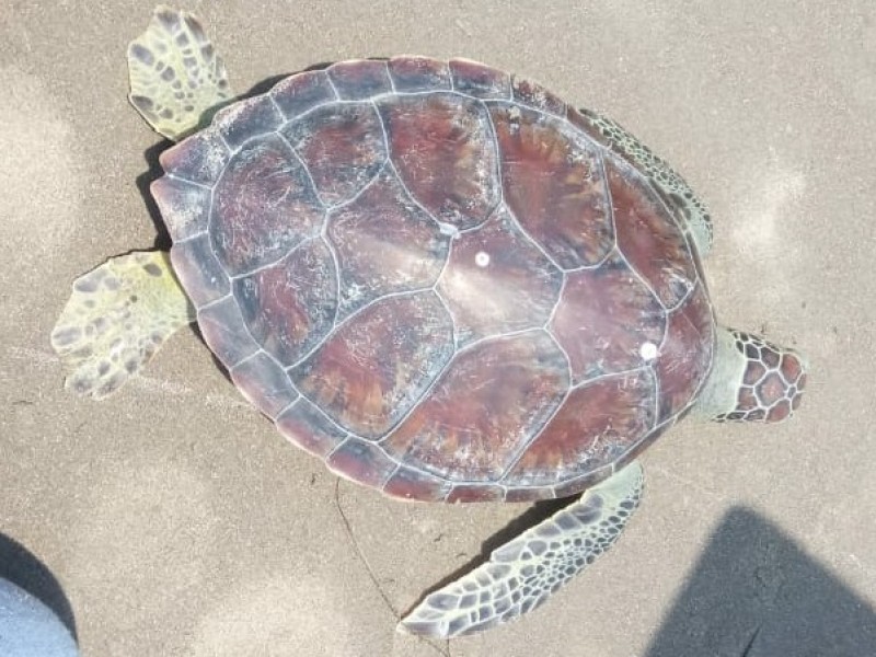 Contabilizan 10 tortugas que aparecen muertas en playas