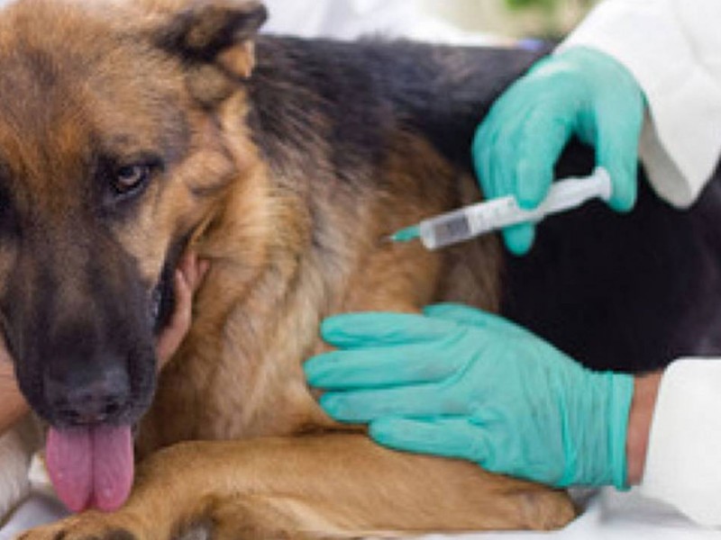 Harán jornada de salud animal en colonia Las Minitas