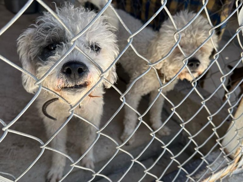 Harán operativos para evitar venta de mascotas en tianguis