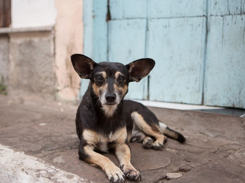 Hasta 3 años en prisión por maltrato animal