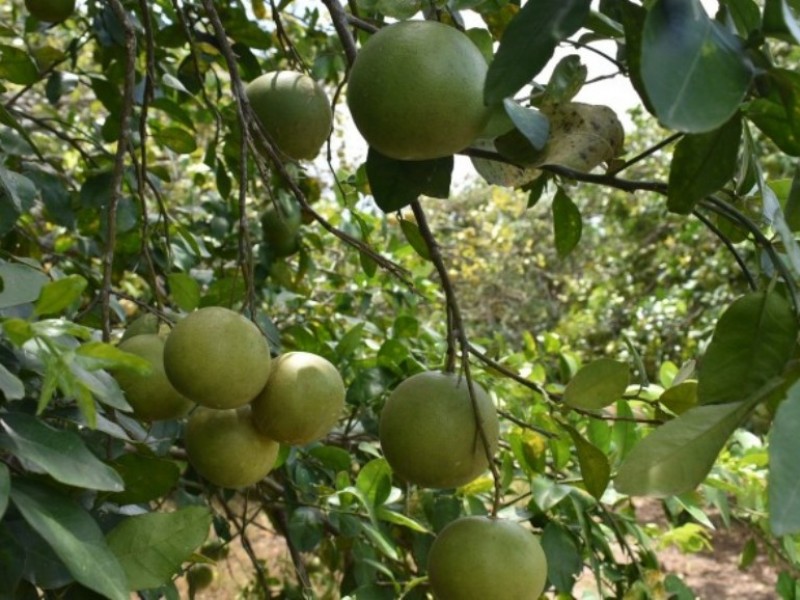 Hasta 45 pesos el kilo del limón