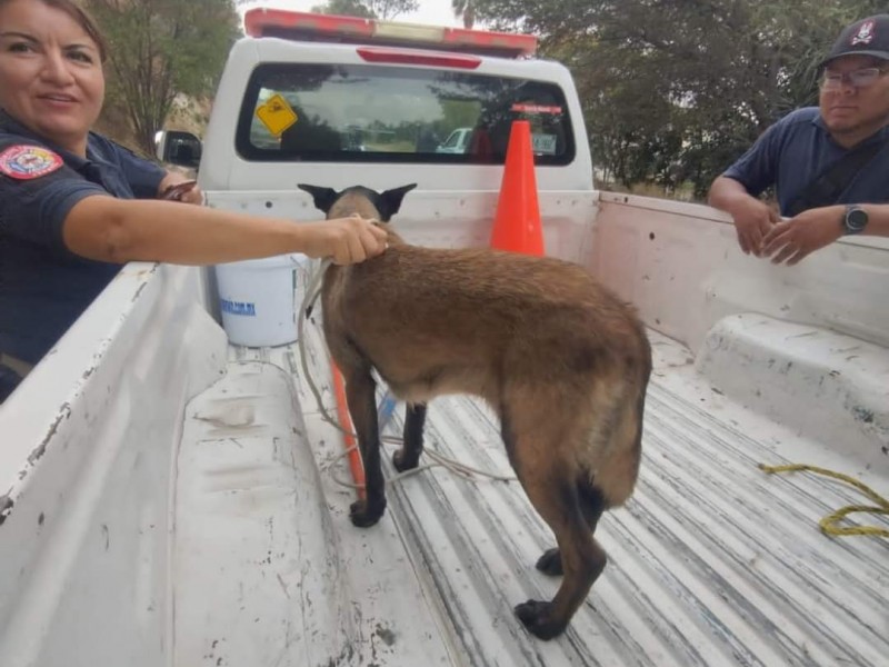 Hasta 5 años de cárcel para quien practique maltrato animal