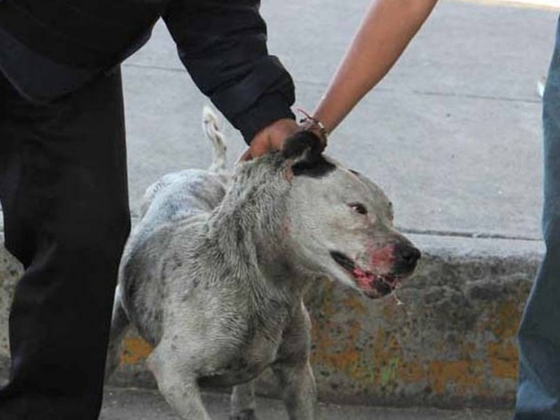 Hasta 65 mil pesos de multa aplicarán por maltrato animal