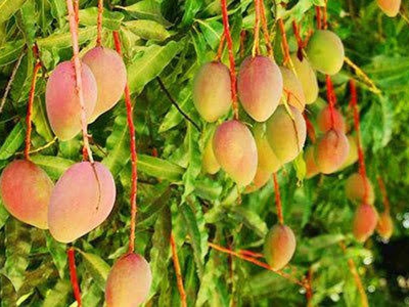 Hasta el 40% de pérdida reportan productores de mango