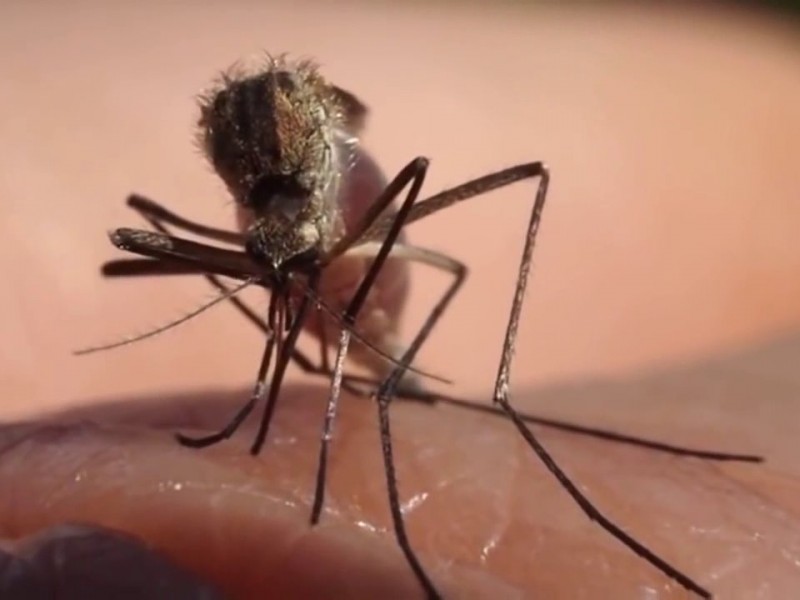 Hasta el momento Zacatecas no ha registrado casos de dengue