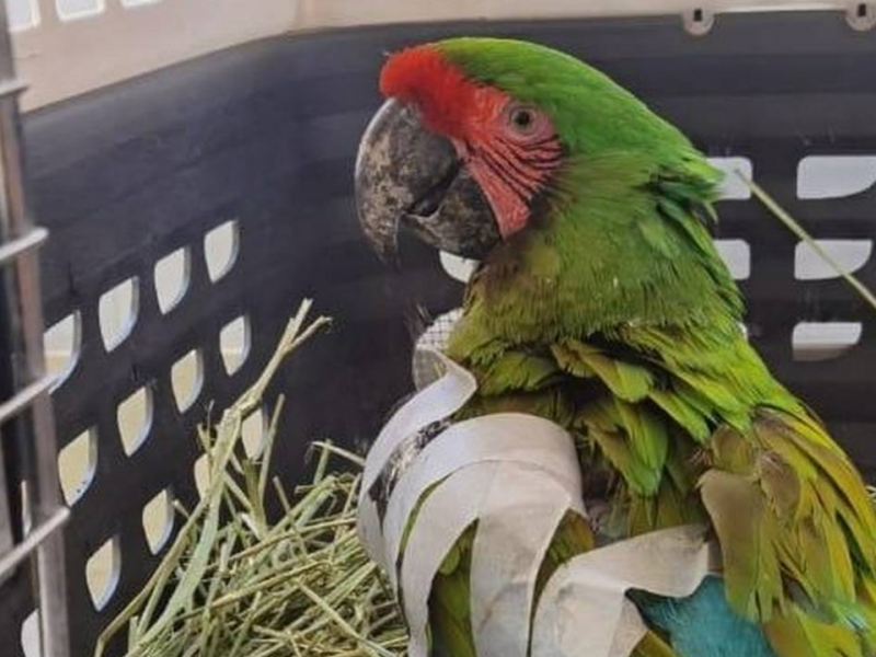 Hasta el próximo mes darán de alta a guacamaya agredida