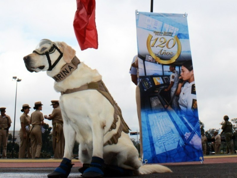 Hasta siempre Frida; fallece perrita rescatista de la SEMAR