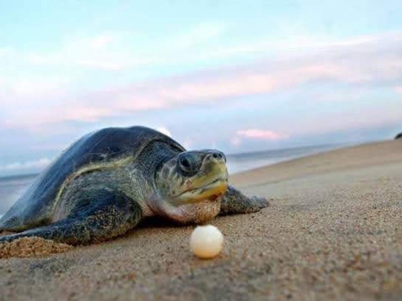 Hasta siete años de cárcel por depredar tortuga marina: Dimaren