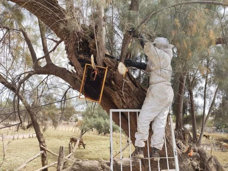 Hasta tres llamados por abejas recibe PC en Sinaloa