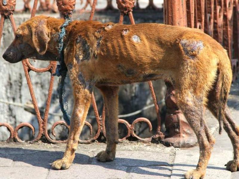 Hasts seis reportes diarios recibe sanidad Tepic por maltrato animal