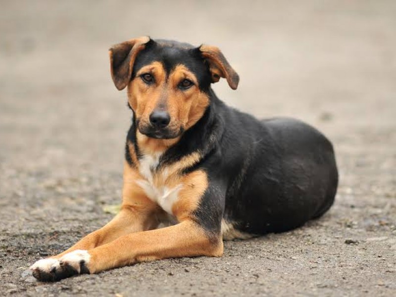 Hay 116 mil perros callejeros en Hermosillo