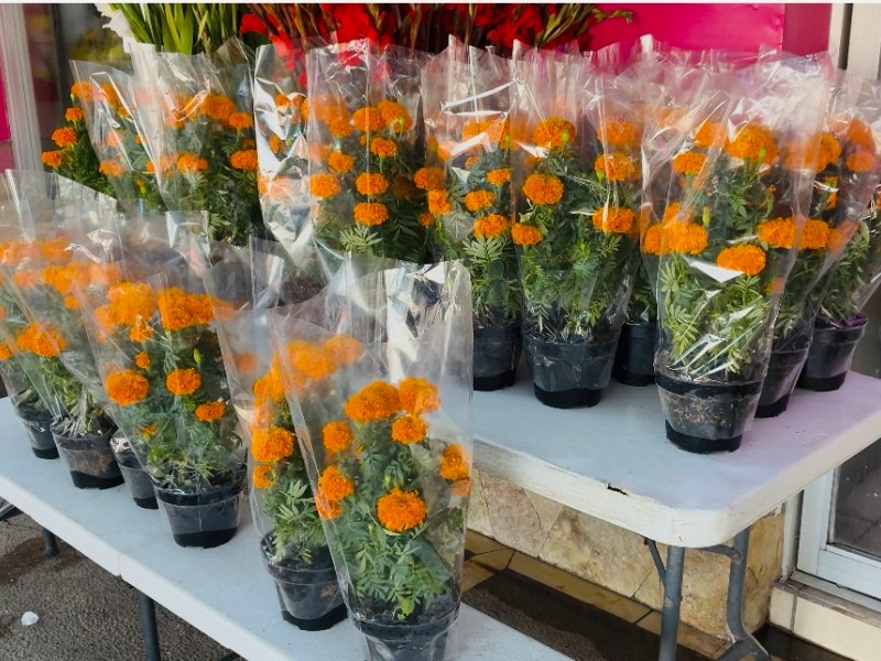 ¡Hay buena expectativa!Floristas de Los Mochis listos para el Día de Muertos ¡Hay buena expectativa!Floristas de Los Mochis listos para el Día de Muertos