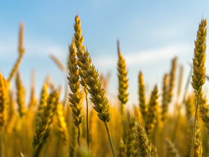 Hay buenas expectativas para el cultivo del trigo