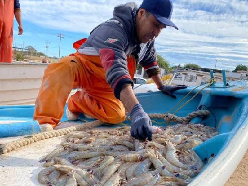 ¡Hay fecha! El 22 de septiembre inicia pesca de camarón en Sinaloa