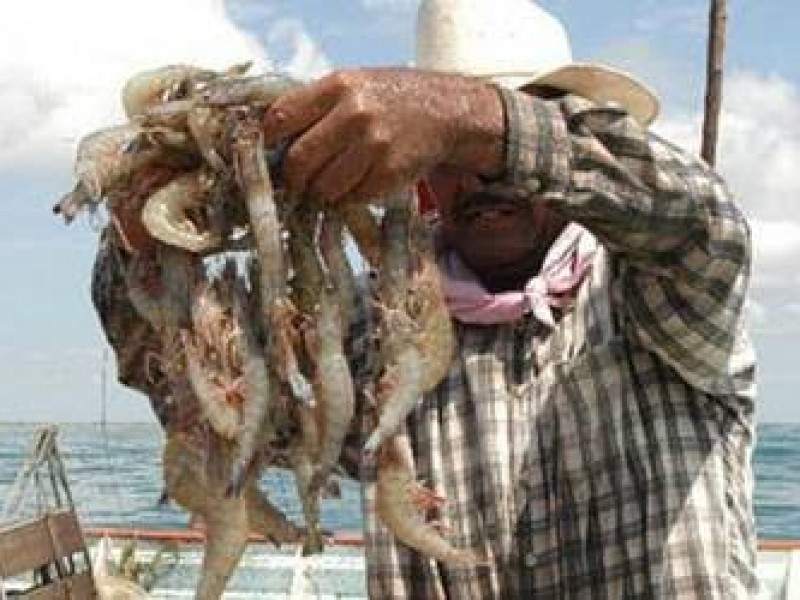 Hay incertidumbre para la pesca de camarón en el Golfo
