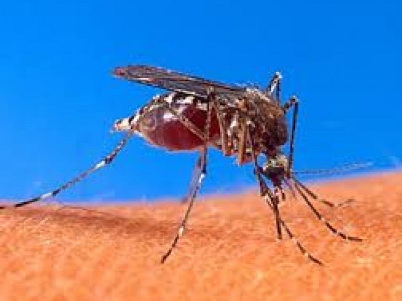 Hay más casos de dengue en Puebla