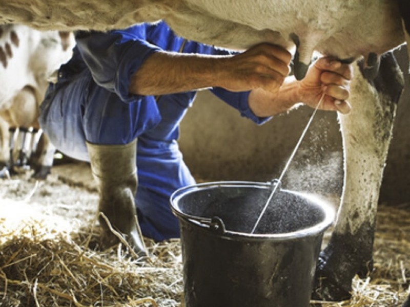 Hay menos vacas lecheras, menos leche, menos trabajo, menos ganancias