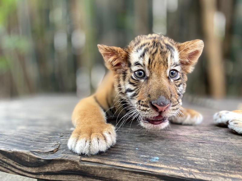 Hay nuevo cachorro de tigren en el Zoológico de Culiacán