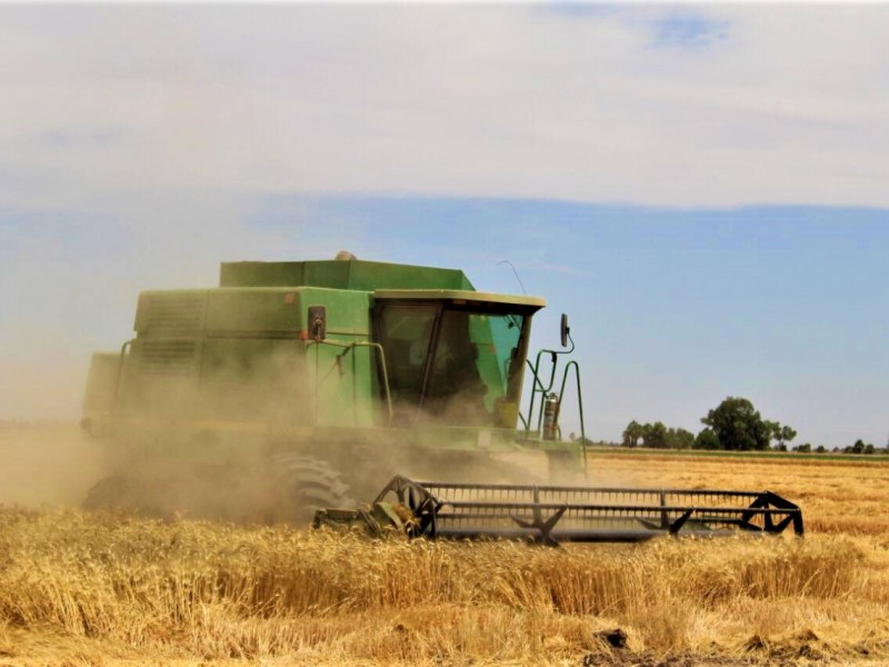 ¡Hay optimismo!, Mañana definirán precio para el trigo