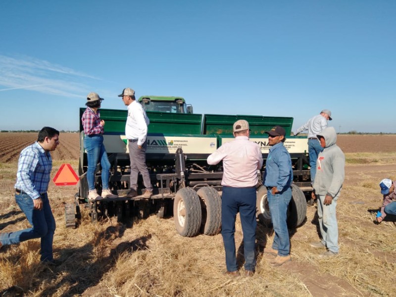 Hay permisos de siembra, pero escasa mano de obra: Valle del Yaqui