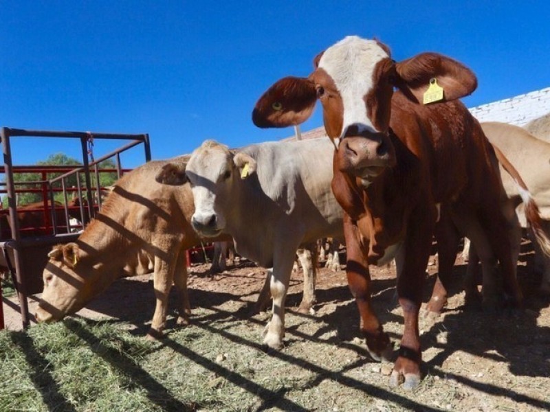 Hay poca exportación ganadera al extranjero