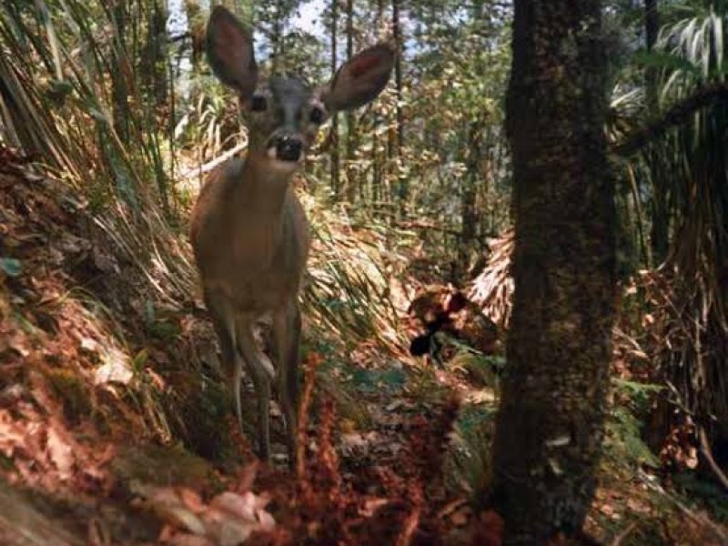 Hay recuperación en ecosistemas en la Reserva tras confinamiento