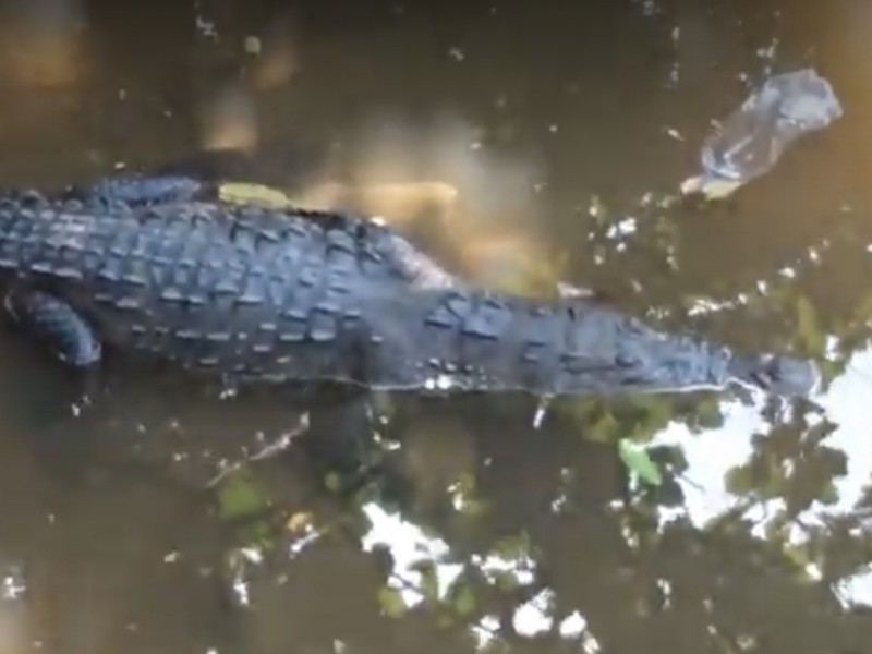 Hay sobrepoblación en cocodrilario de Ixtapa