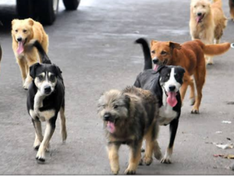 Heces de perros problema serio de salud pública