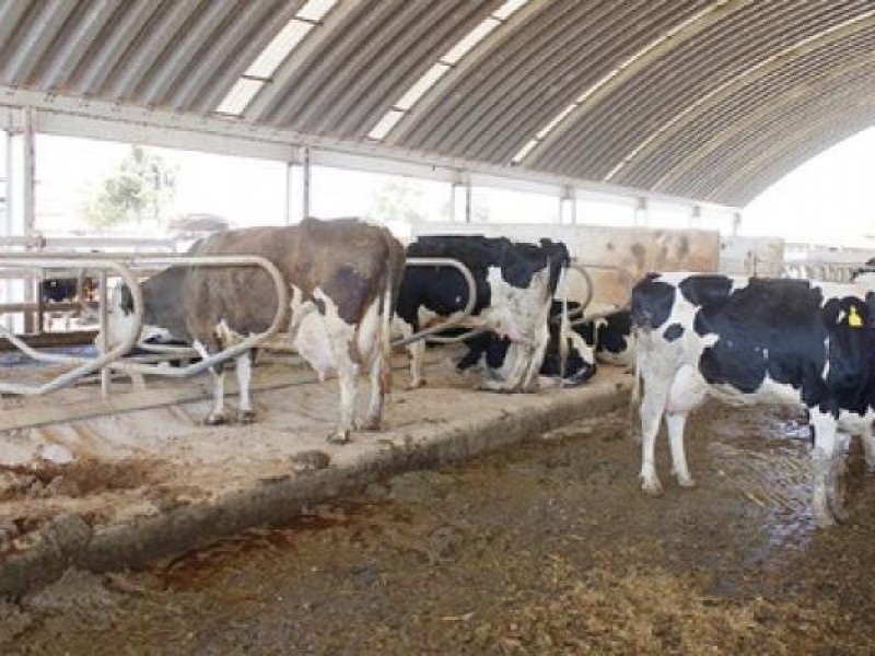 Heces de vaca causantes de alergias en laguneros