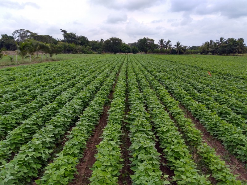 Hectáreas de frijol en Nayarit afectadas por lluvias atípicas