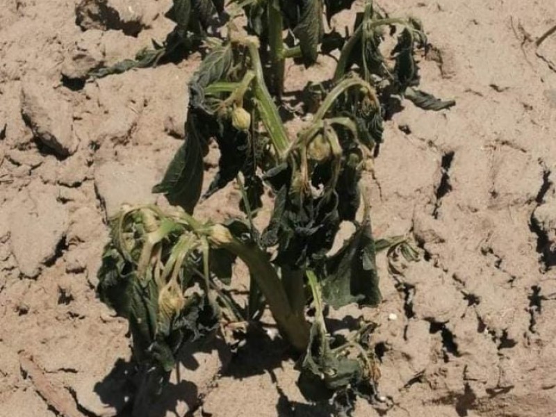 Helada destruye hortalizas del Valle Libres-Oriental
