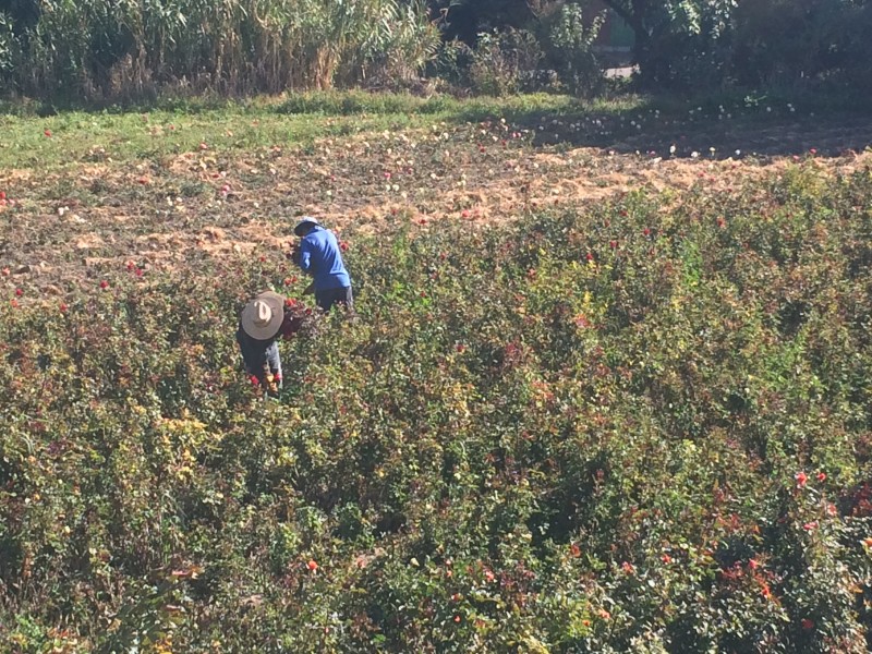 Heladas, afectaron producción de rosas en Atlixco