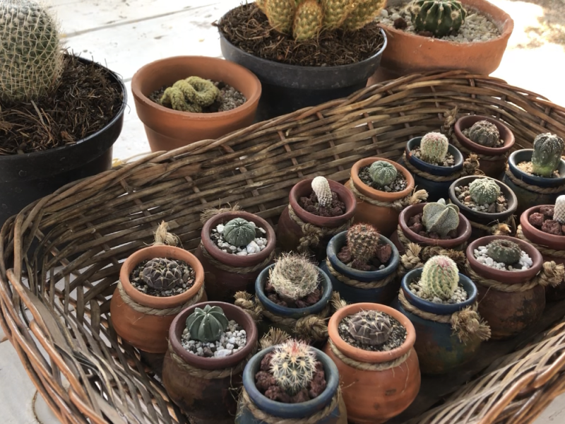 Hermosillense colecciona cactus desde los 11 años