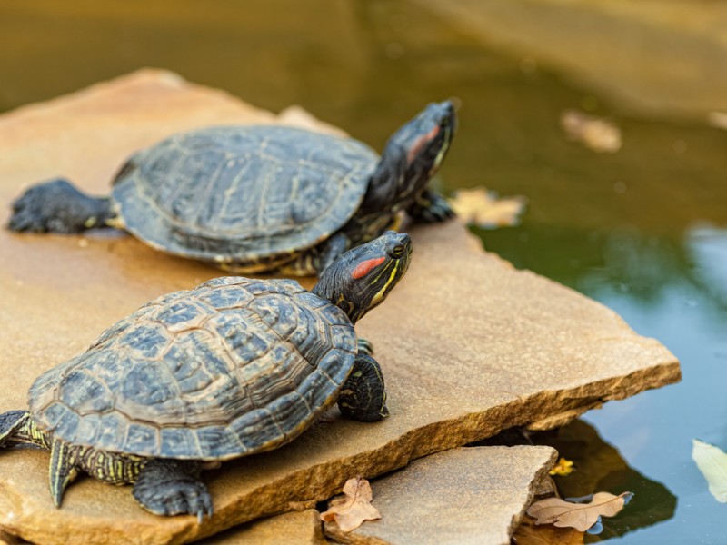 Hermosillense pide a conductores bajar velocidad para no atropellar tortugas