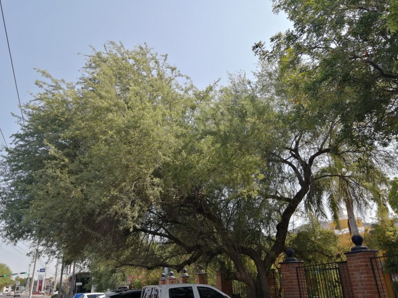 Hermosillo tiene un Palo Fierro de 300 años