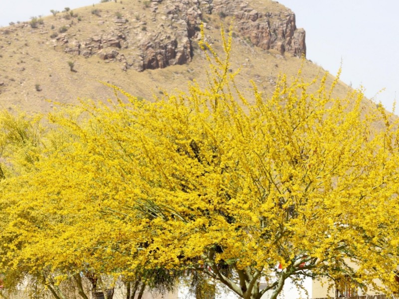 Hermosillo todavía esta lejos de ser una ciudad verde