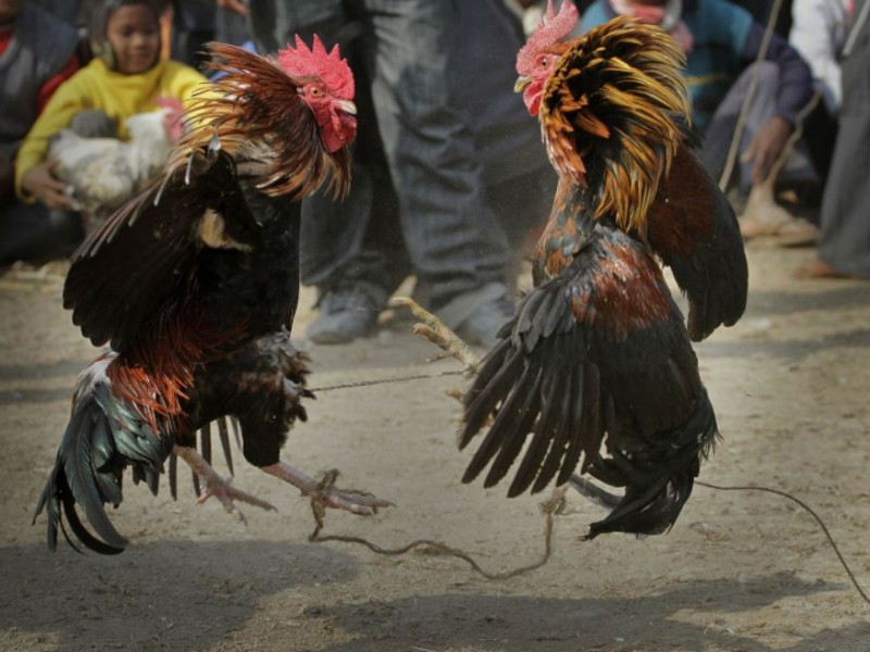 Hidalgo vuelve a declarar patrimonio cultural las peleas de gallos