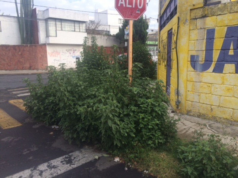 Hierba crecida en vía pública en col. Huexotitla