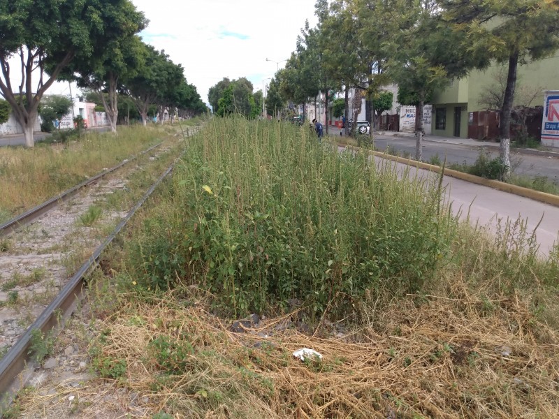Hierba crecida provoca inseguridad en Vía Puebla