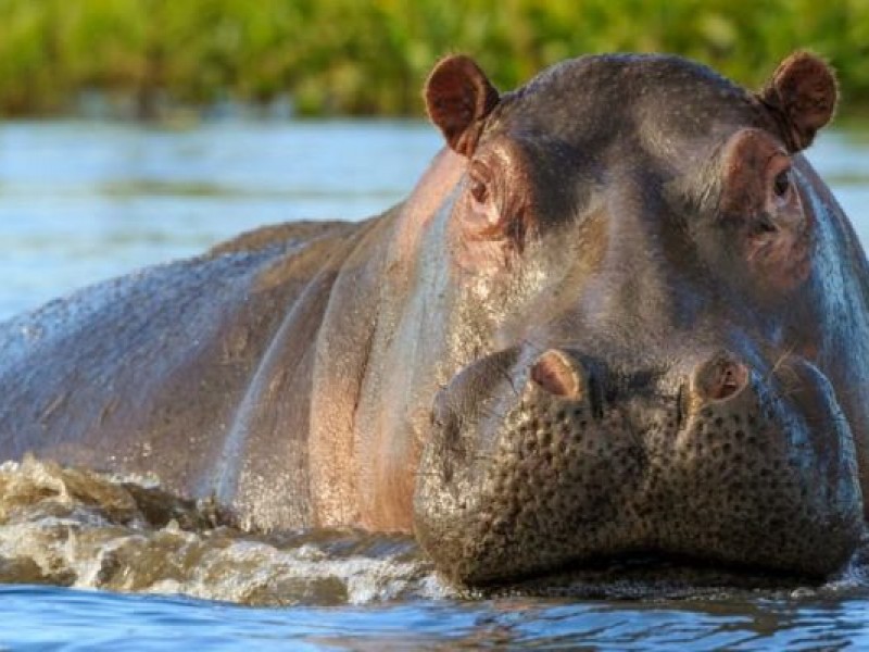 Hipopótamo macho que México dio a Japón, resultó ser hembra