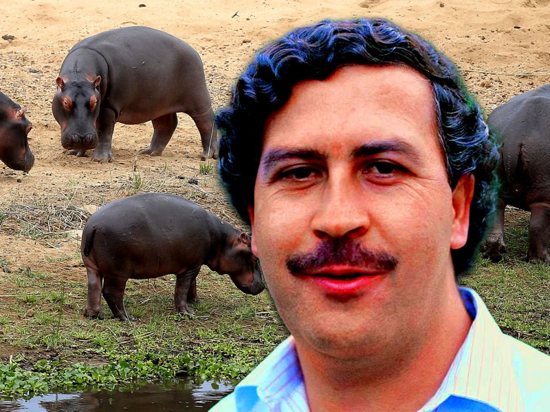Hipopótamos de Pablo Escobar llegan a México en abril