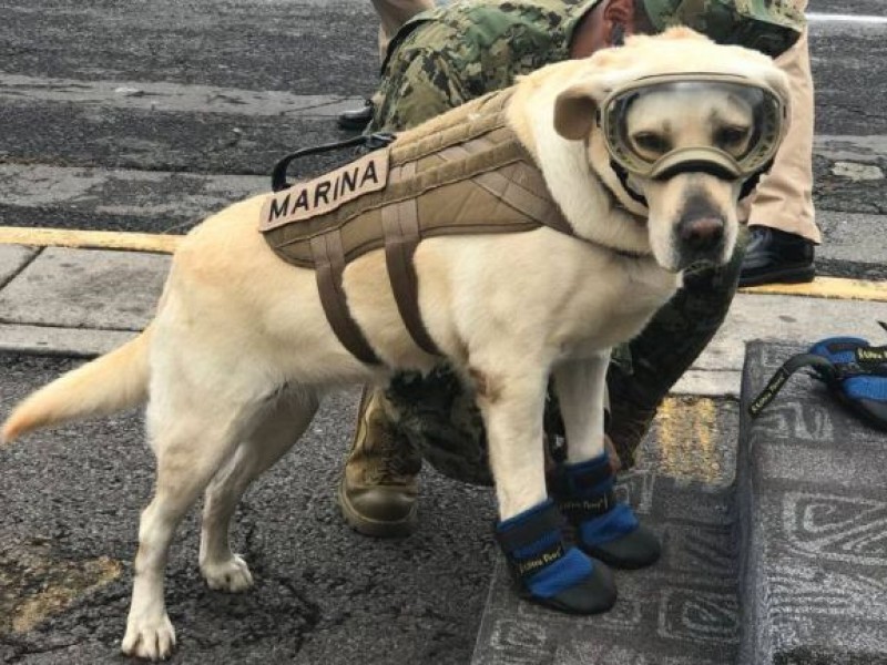 Homenajean a perrita Frida en desfile Revolución