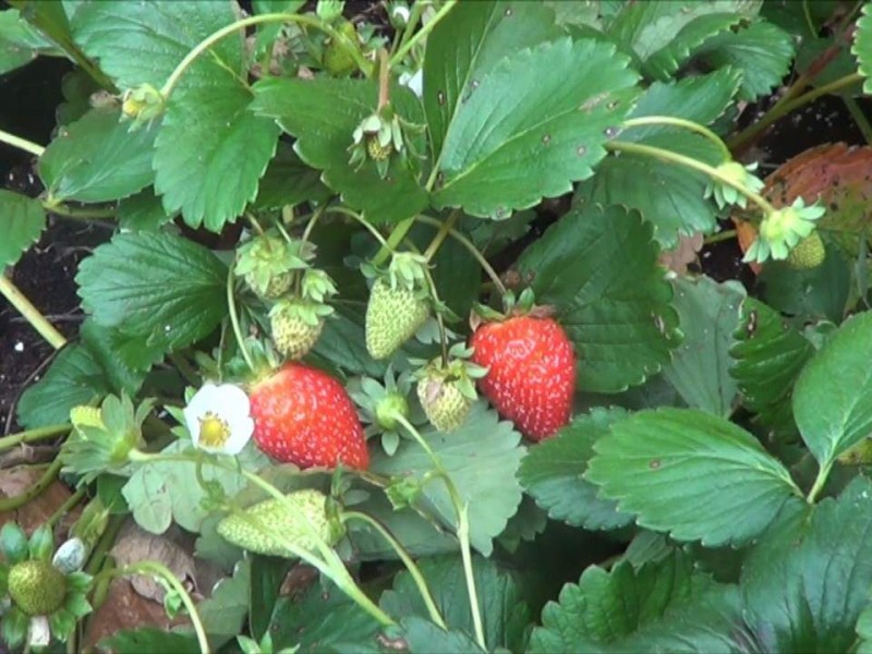 Hongo acaba con 70% de producción de fresas