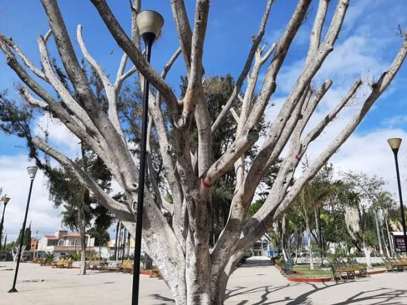 Hongo negro afectó los arboles de la Colonia Zapata