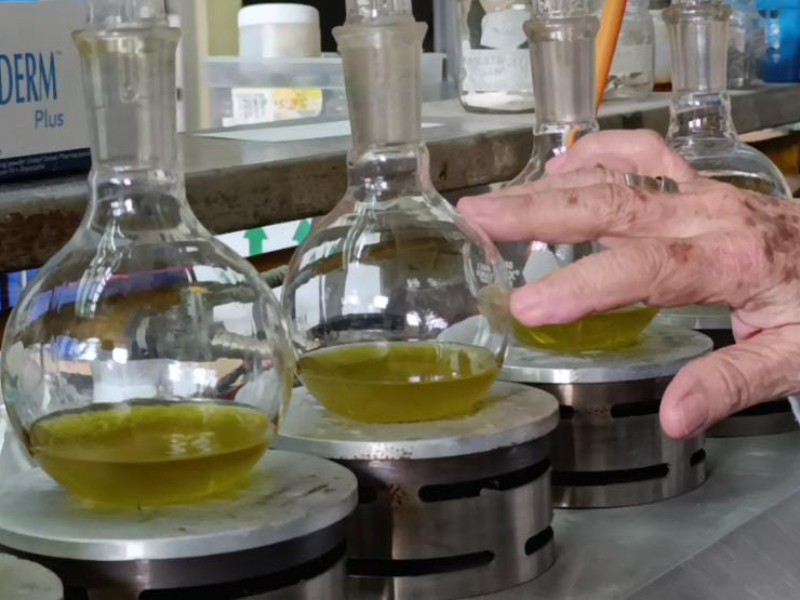 Hongos ayudan a plantas a sobrevivir y se convierten en opción medicinal